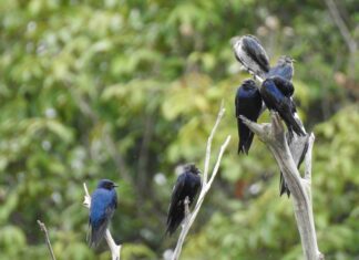 Aves migratórias utilizam o Amazonas como rota de passagem, alerta Ipaam