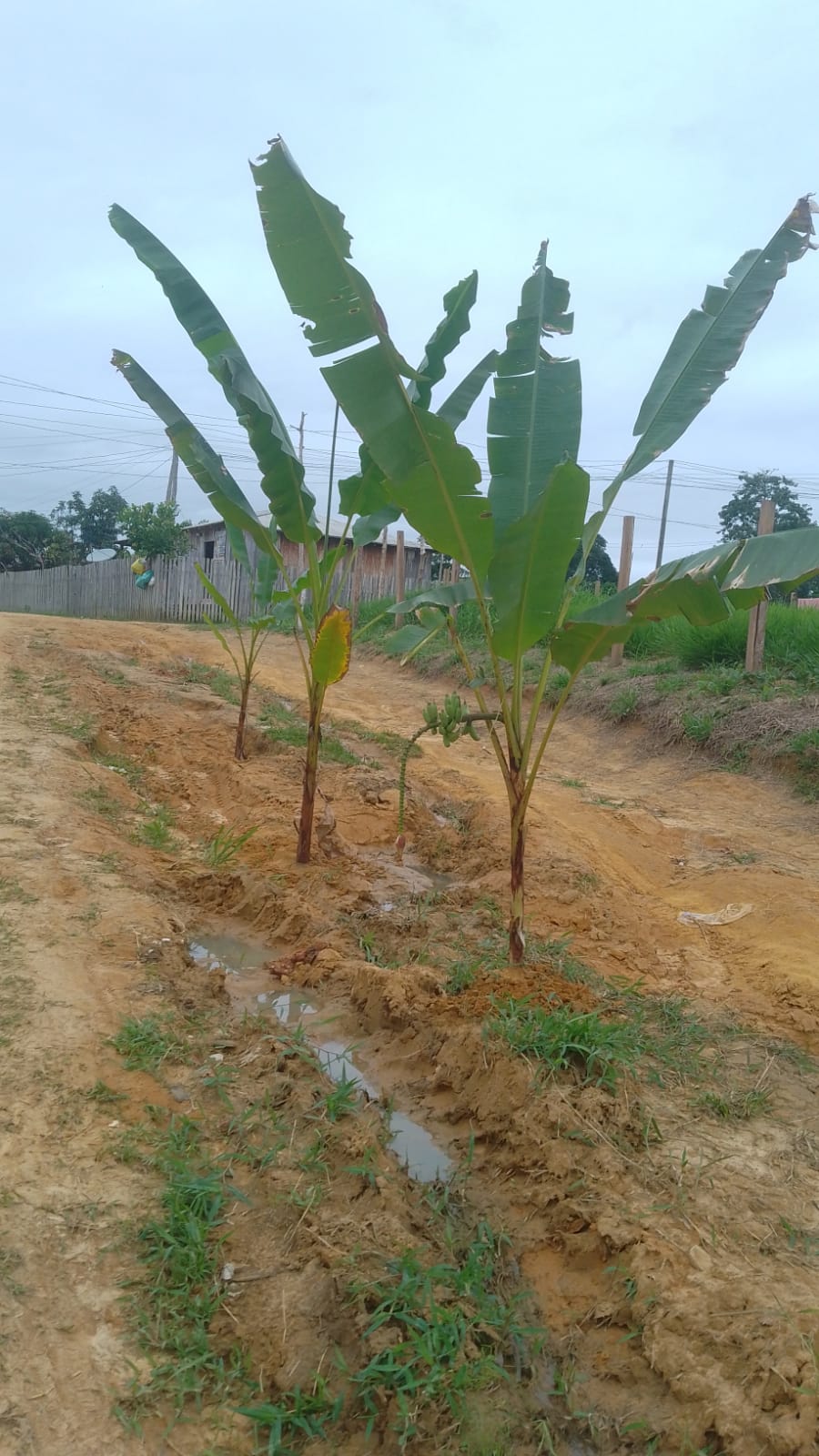ATÉ BANANEIRA FOI PLANTADA NAS RUAS.