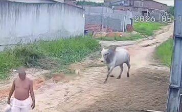 Homem de 53 anos é arremessado ao levar cabeçada de boi e fica ferido; VÍDEO