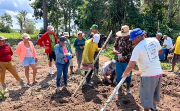 Agricultores familiares de Barreirinha são capacitados pelo Idam no cultivo eficiente de abacaxi