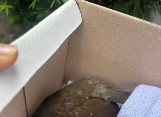 Patrulhamento Ambiental realiza resgate de animal silvestre na zona Centro-Oeste de Manaus
