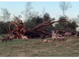 Tornado no RS: veja imagens da destruição causada pelo fenômeno; 7 pessoas ficaram feridas