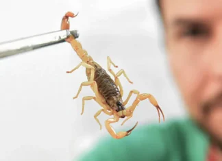 Crianças são mais vulneráveis a envenenamento por picada de escorpião