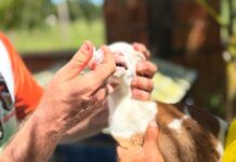 Prefeitura de Parintins incentiva setor primário com Primeira Capacitação em Caprinocultura e Ovinocultura