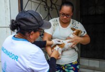 Prefeitura de Manaus divulga resultado preliminar de Processo Seletivo Simplificado para campanha antirrábica animal de 2026