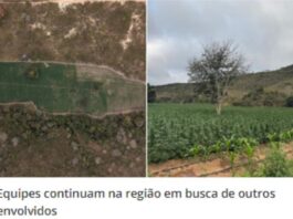 Polícia Civil localiza fazenda de cultivo de maconha com 40 mil pés da planta em Minas Gerais