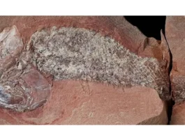 Estudo mostra fóssil de peixe pré-histórico encontrado em Mato Grosso