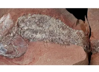 Estudo mostra fóssil de peixe pré-histórico encontrado em Mato Grosso