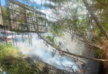 Guarda Municipal realiza resgate de ave silvestre e combate a foco de incêndio nas zonas Sul e Leste de Manaus