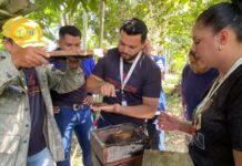 Alta da meliponicultura leva Prefeitura de Parintins a promover capacitação à equipe técnica