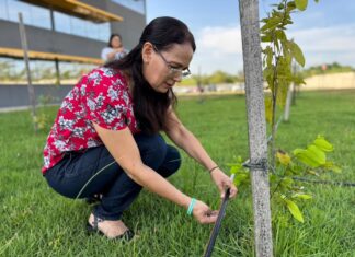 Servidores reforçam cuidado com plantas e árvores na nova sede do Implurb, garantindo pertencimento e sustentabilidade