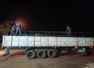 PM Rodoviária apreende mais de 1,8 tonelada de maconha escondida em carga de arroz
