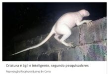 Criatura misteriosa e ‘careca’ causa pânico após atacar animais no México
