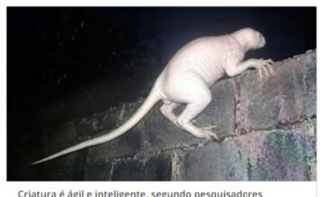 Criatura misteriosa e ‘careca’ causa pânico após atacar animais no México