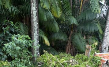 Guarda Municipal de Manaus detém indivíduos por desmatamento ilegal em Área de Preservação Permanente na zona Norte