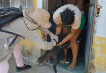 Prefeitura de Parintins inicia vacinação antirrábica na Estrada e Ramais do Aninga